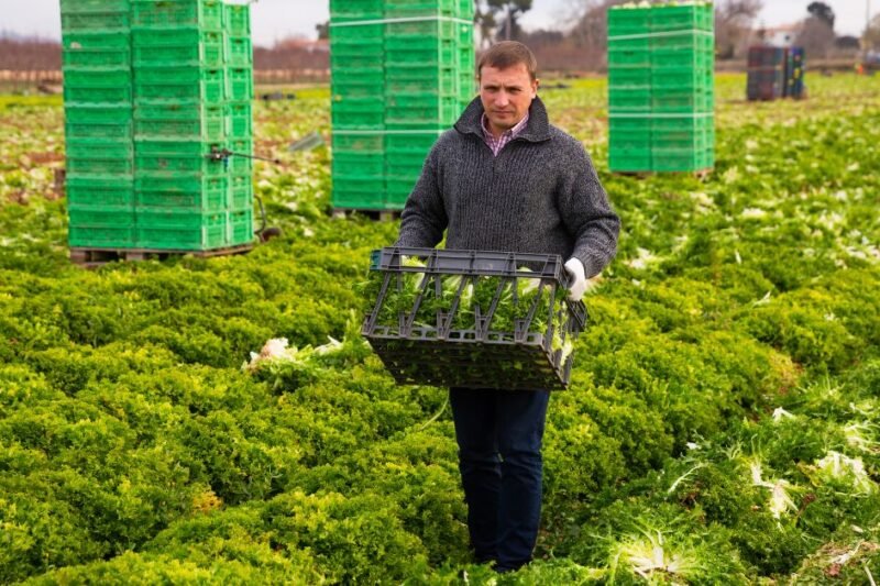 Jobs in Canadian Vegetable Farms