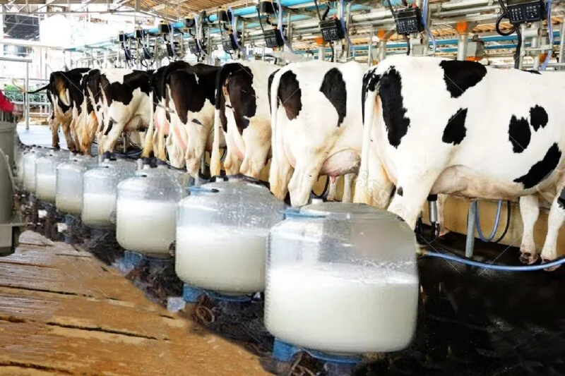 Dairy Farm Jobs in Canada: Salary, Benefits, and How to Apply